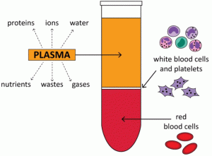 centrifuges blood and PRP tubes
